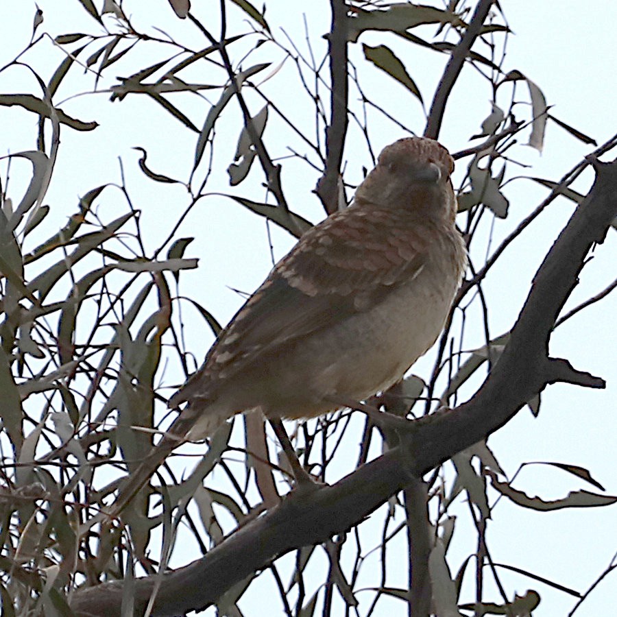 Spotted Bowerbird - ML620976382