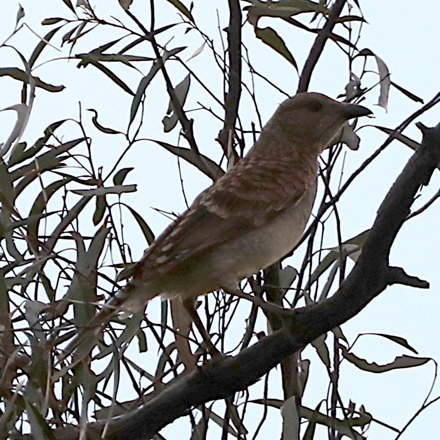 Spotted Bowerbird - ML620976383