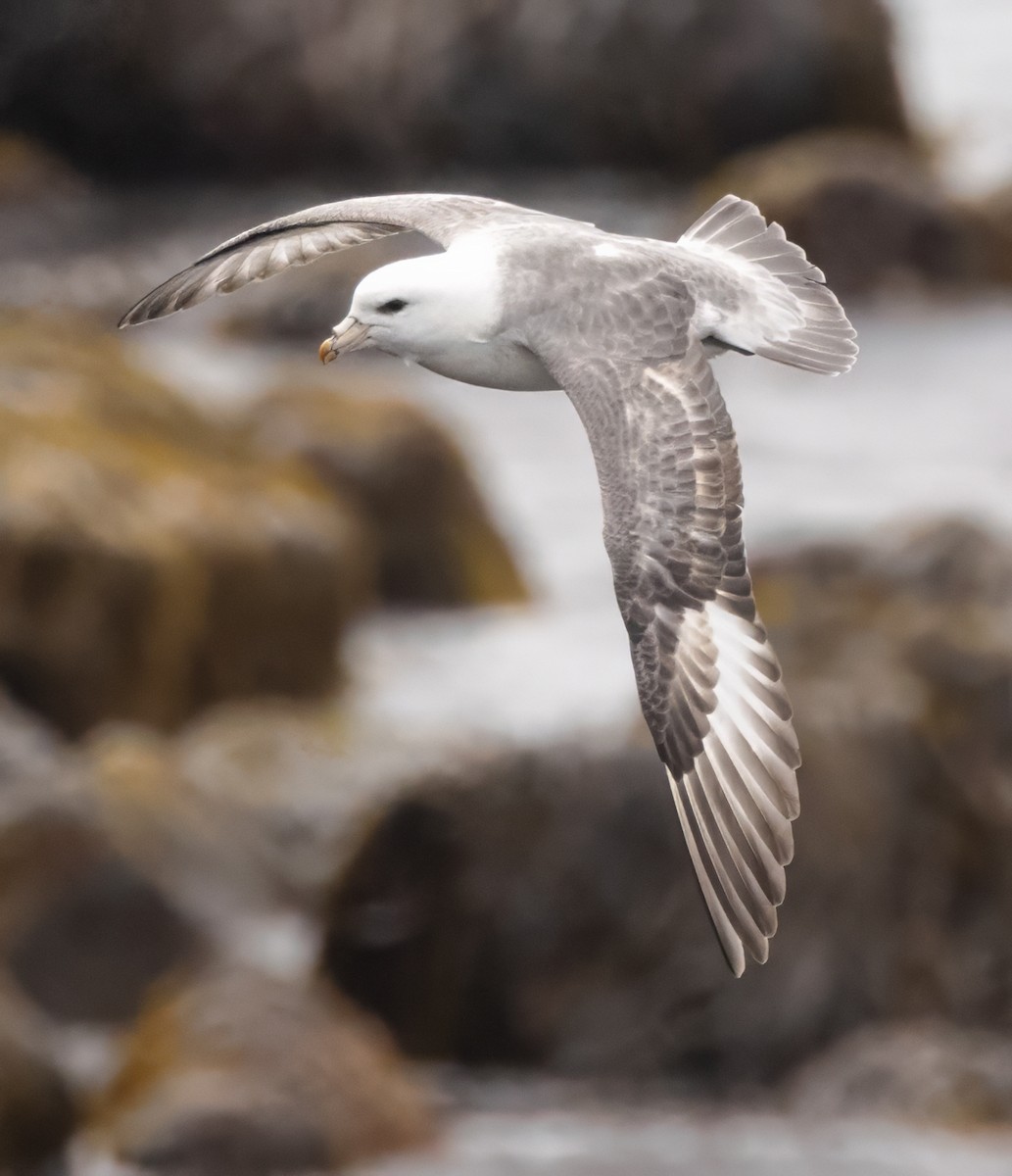 Northern Fulmar (Pacific) - Scott Young