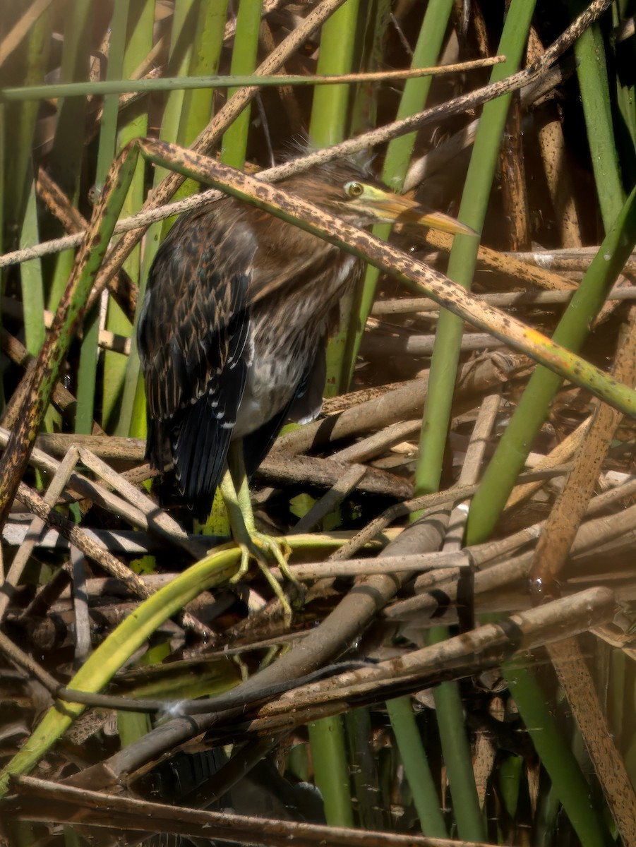 Green Heron - ML620976400