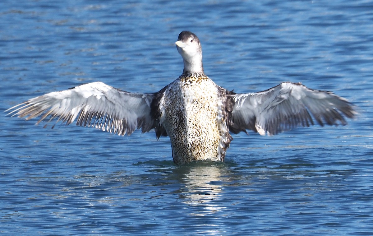 Yellow-billed Loon - ML620976405