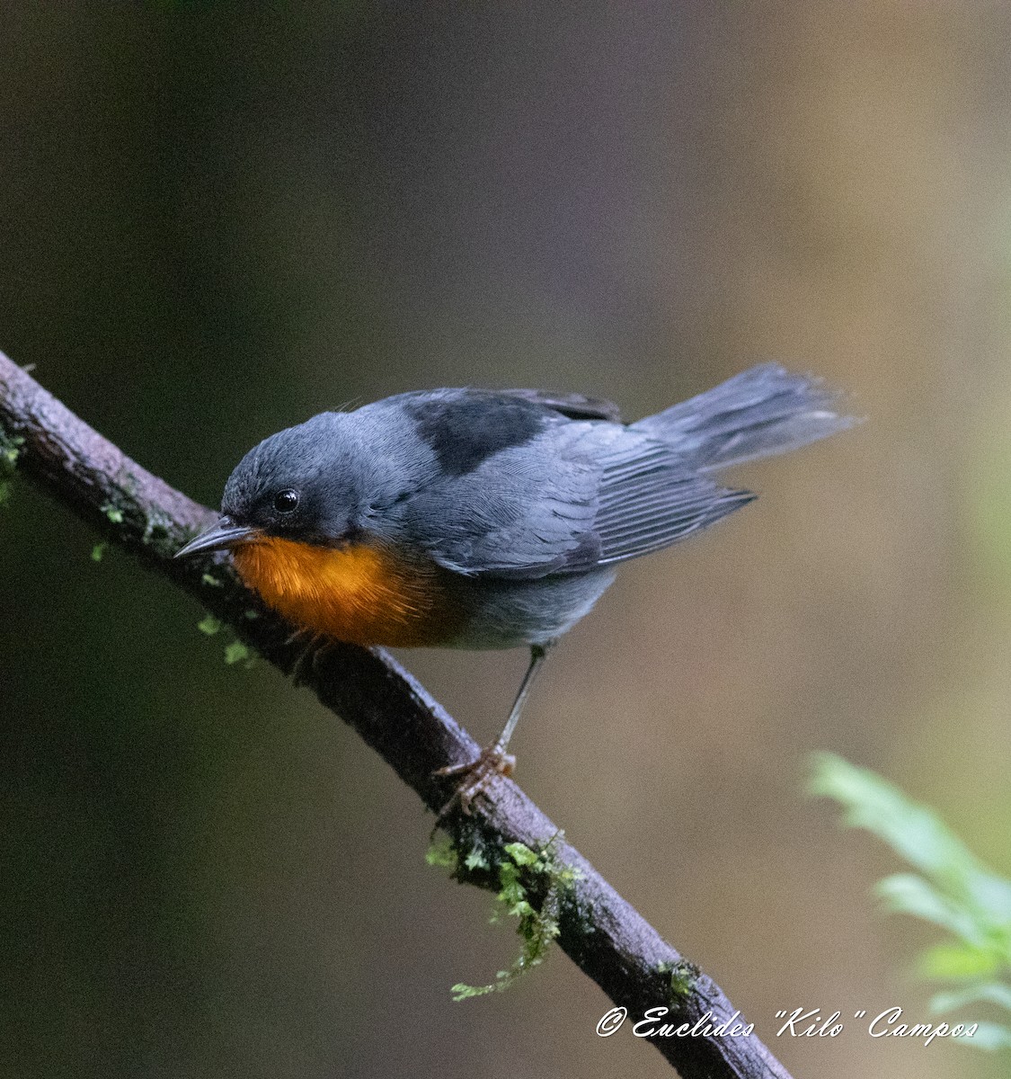 Flame-throated Warbler - ML620976407