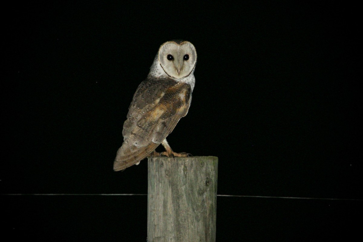 Barn Owl - ML620976416