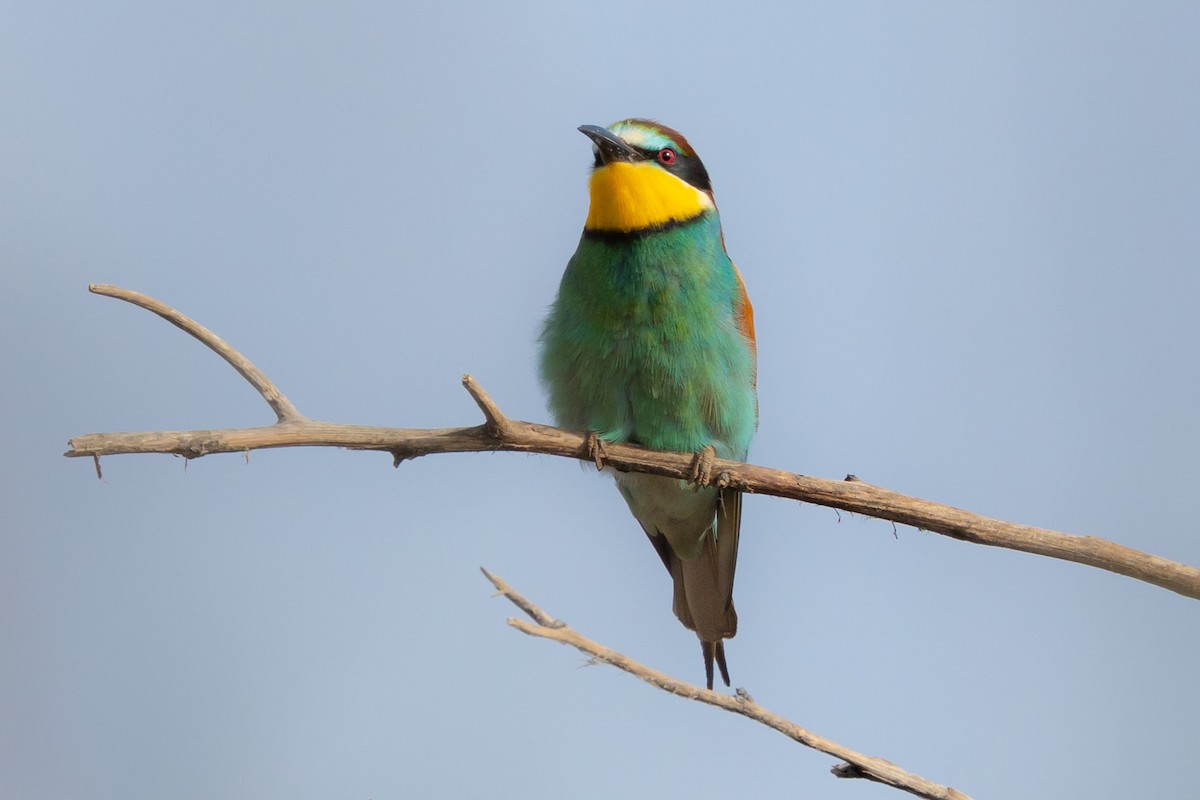 European Bee-eater - ML620976427