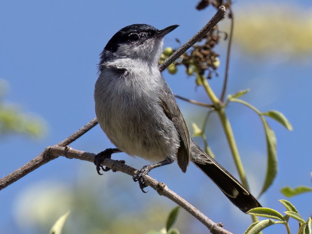 Perlita Californiana - ML620976428