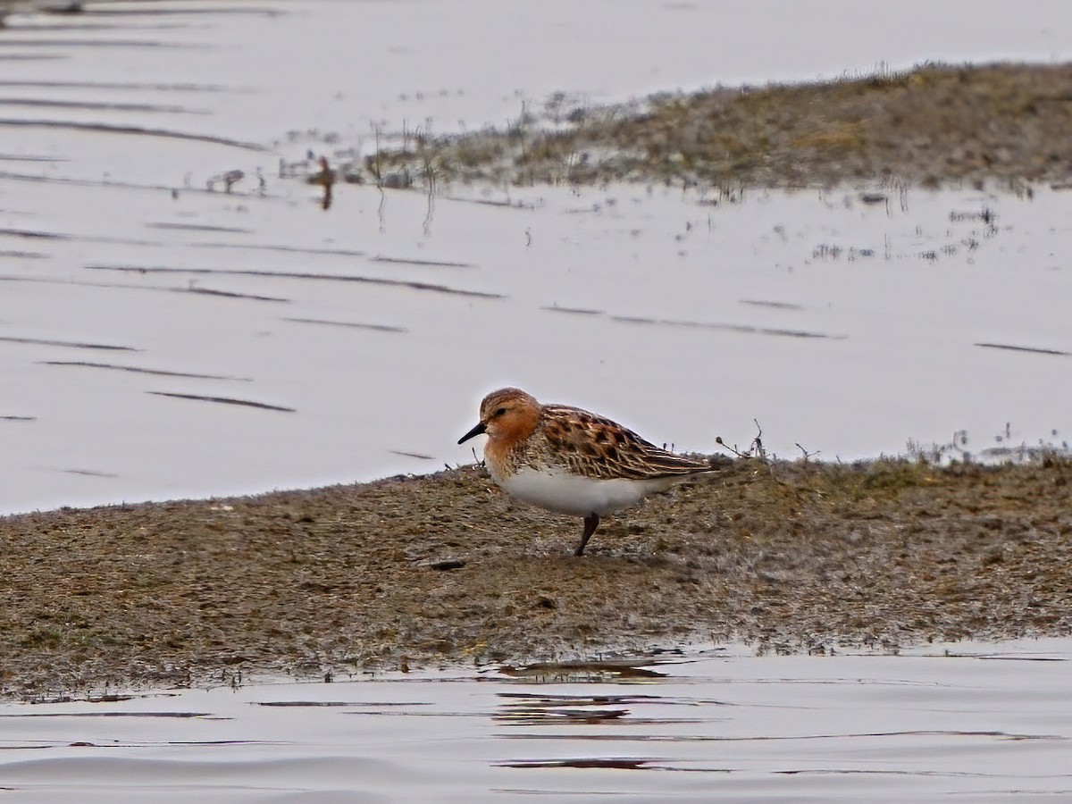 Red-necked Stint - Mei Hsiao