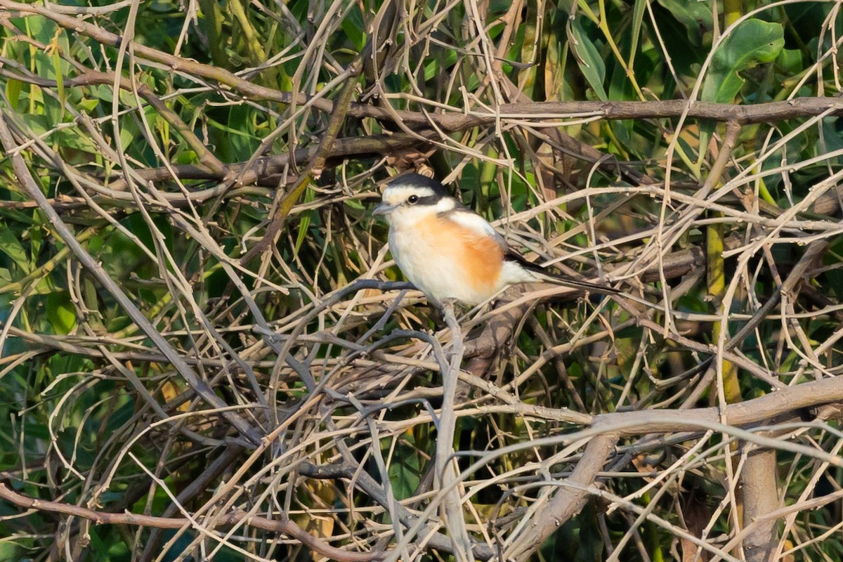 Masked Shrike - ML620976436