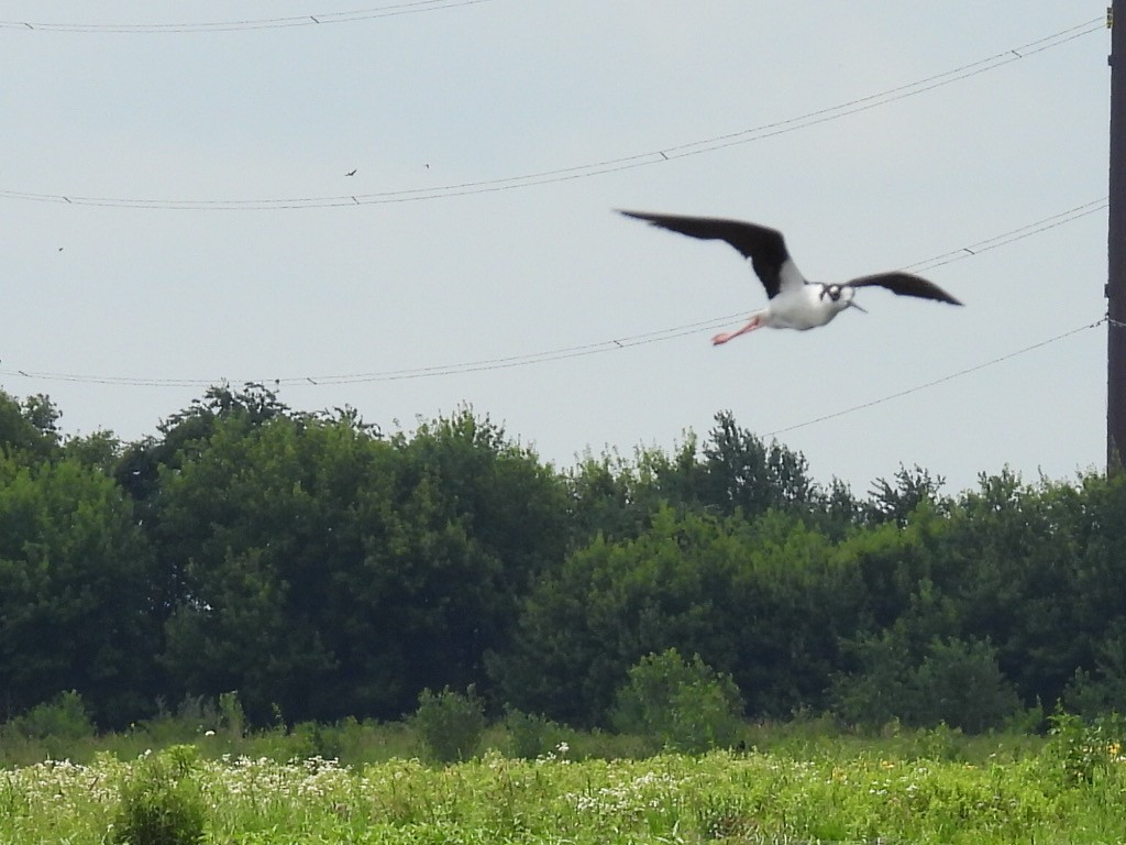 Black-necked Stilt - ML620976439