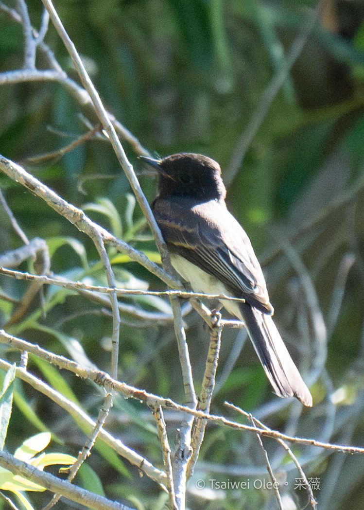 Black Phoebe - ML620976443