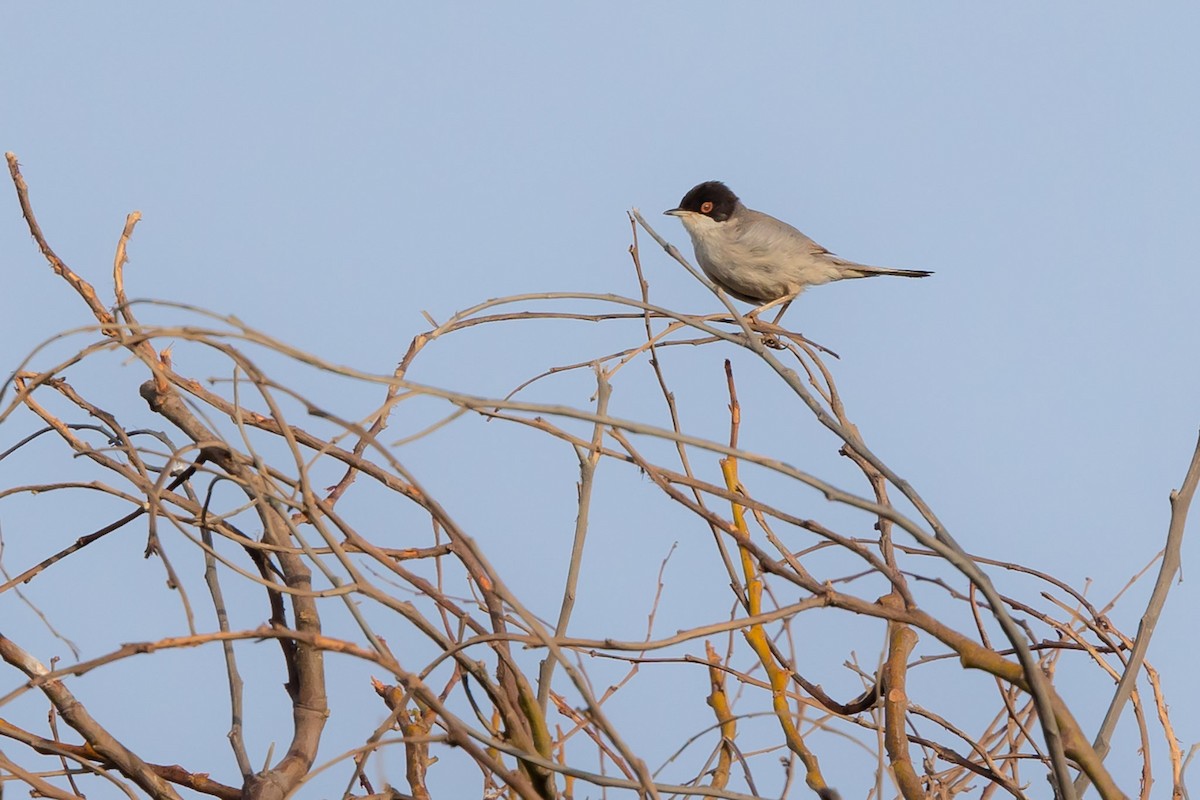 Curruca Cabecinegra - ML620976446