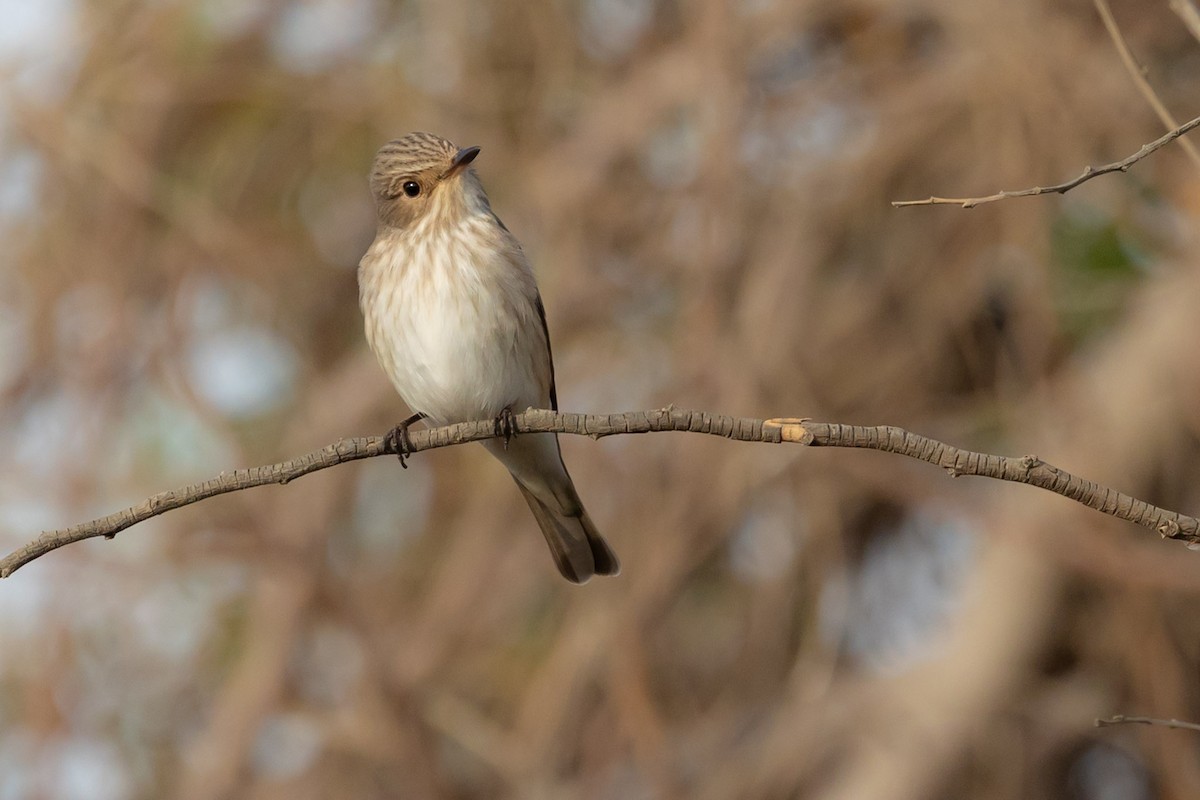 Spotted Flycatcher - ML620976450