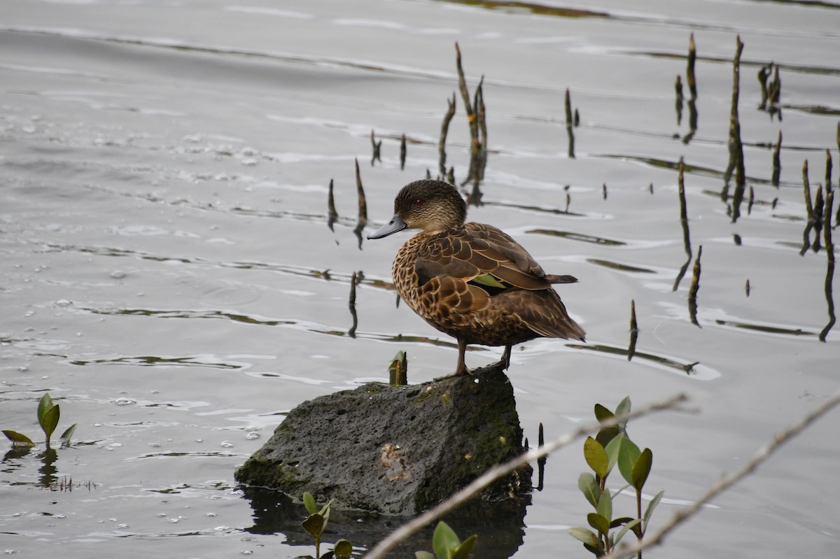 Chestnut Teal - ML620976462