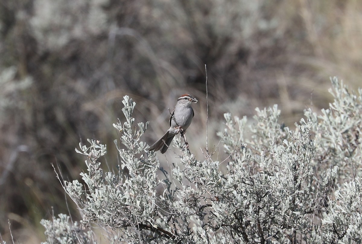 Chipping Sparrow - ML620976473