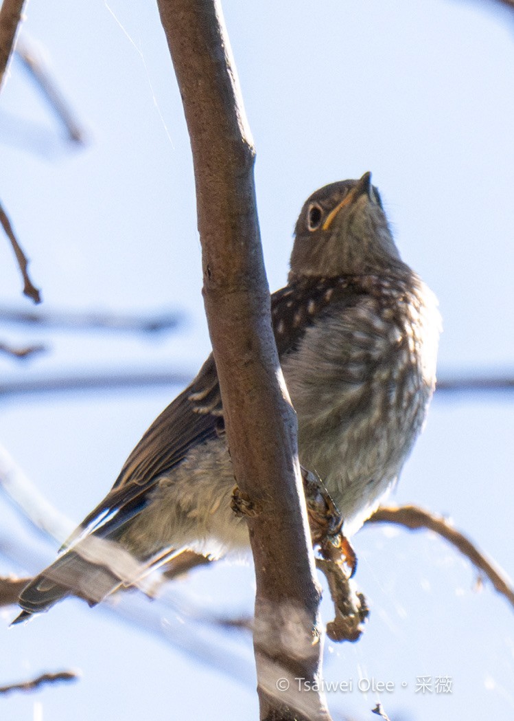 Western Bluebird - ML620976481