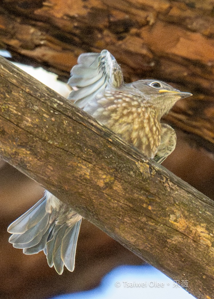 Western Bluebird - ML620976483