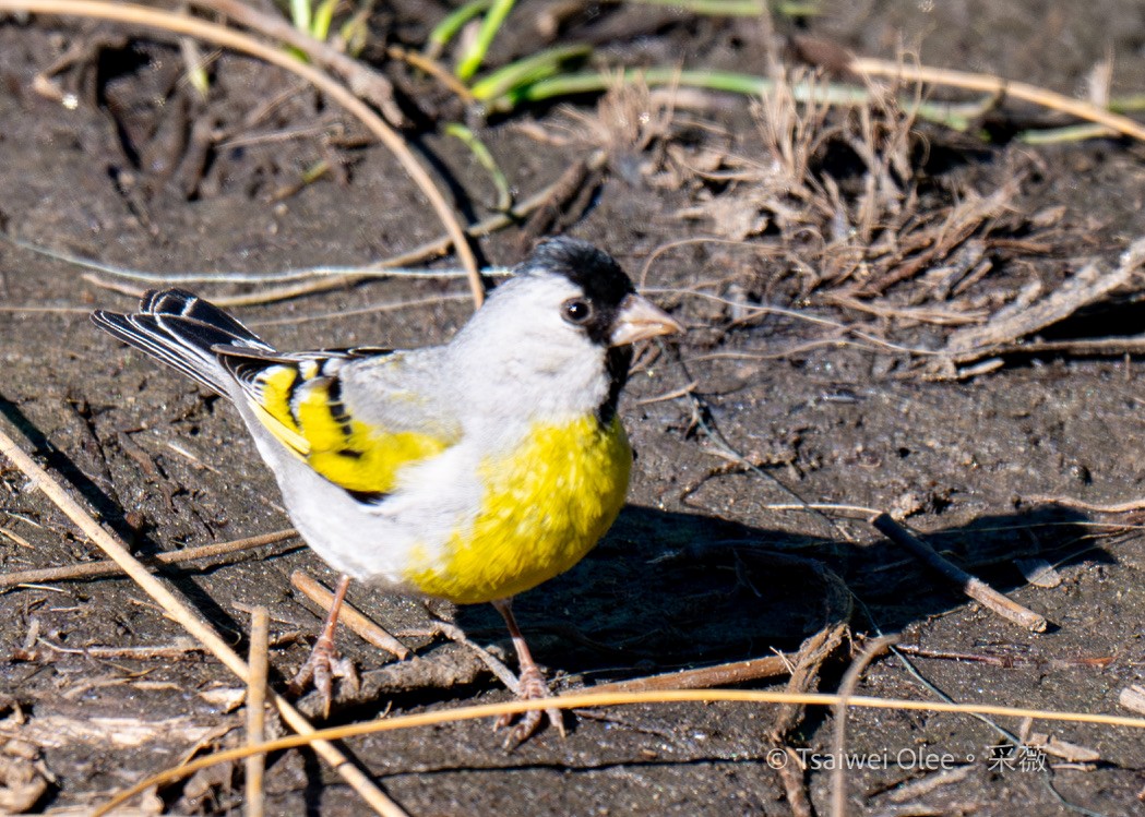 Lawrence's Goldfinch - ML620976486
