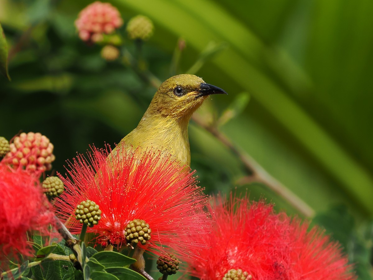 Yellow Honeyeater - ML620976488