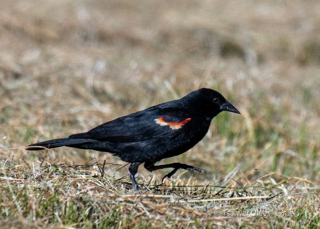 Red-winged Blackbird - ML620976491