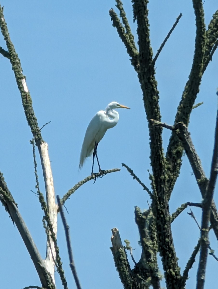 Great Blue Heron - ML620976497