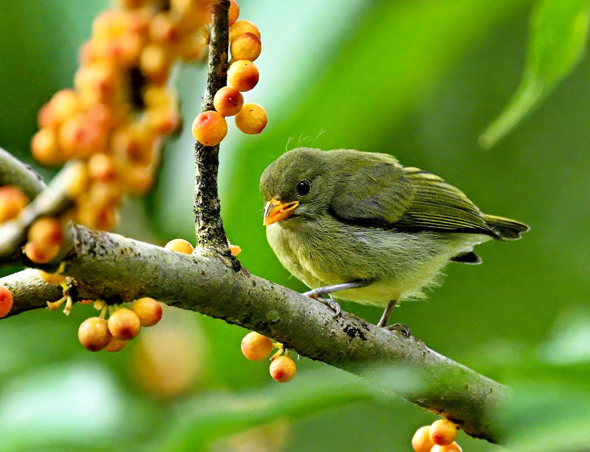 Yellow-breasted Flowerpecker - Amar-Singh HSS