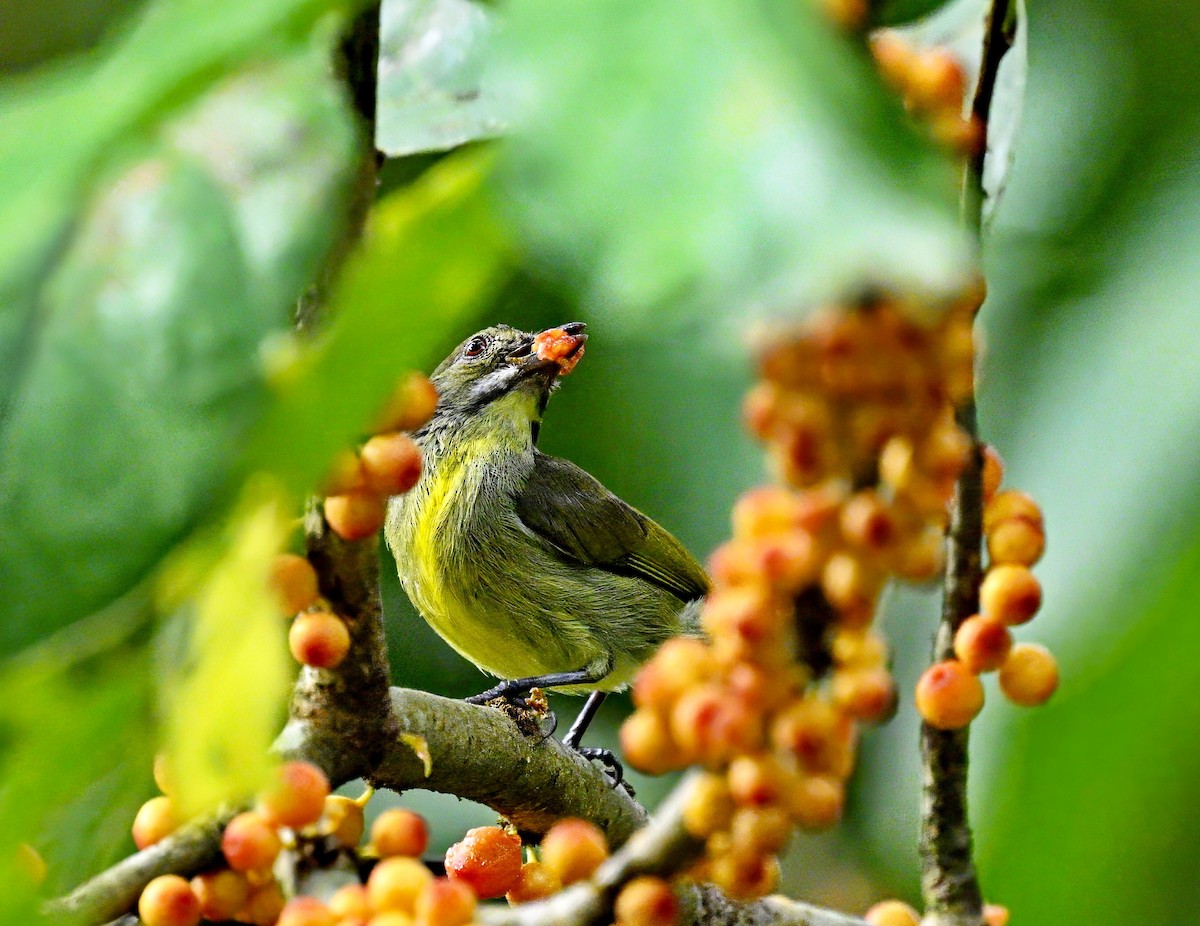 Yellow-breasted Flowerpecker - ML620976506