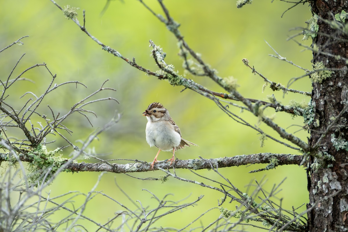 Clay-colored Sparrow - ML620976514