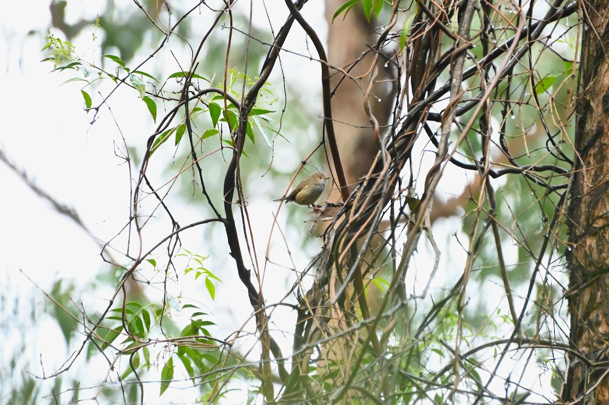 Brown Thornbill - ML620976525