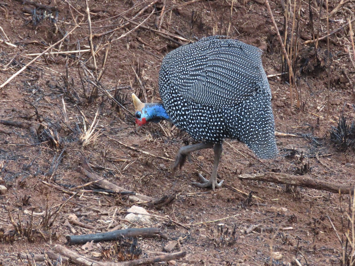 Helmeted Guineafowl - ML620976529