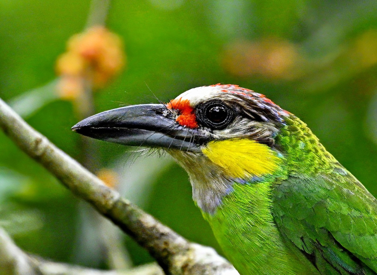 Gold-whiskered Barbet - ML620976532