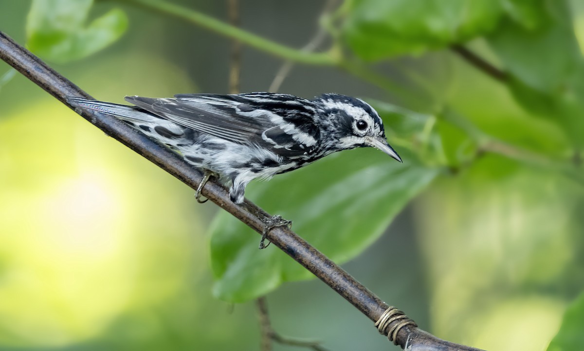 Black-and-white Warbler - ML620976533