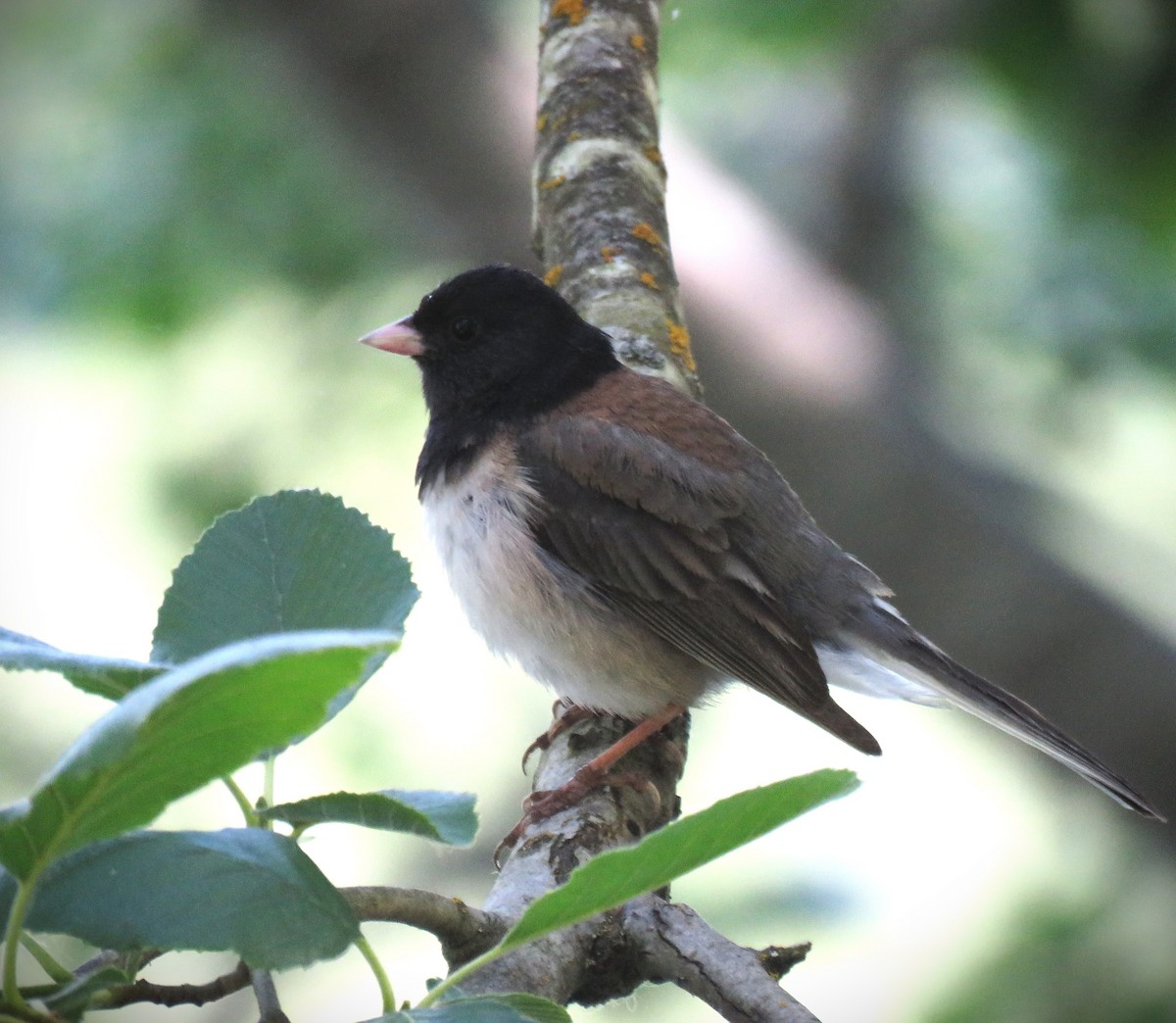 Junco ardoisé (groupe oreganus) - ML620976537