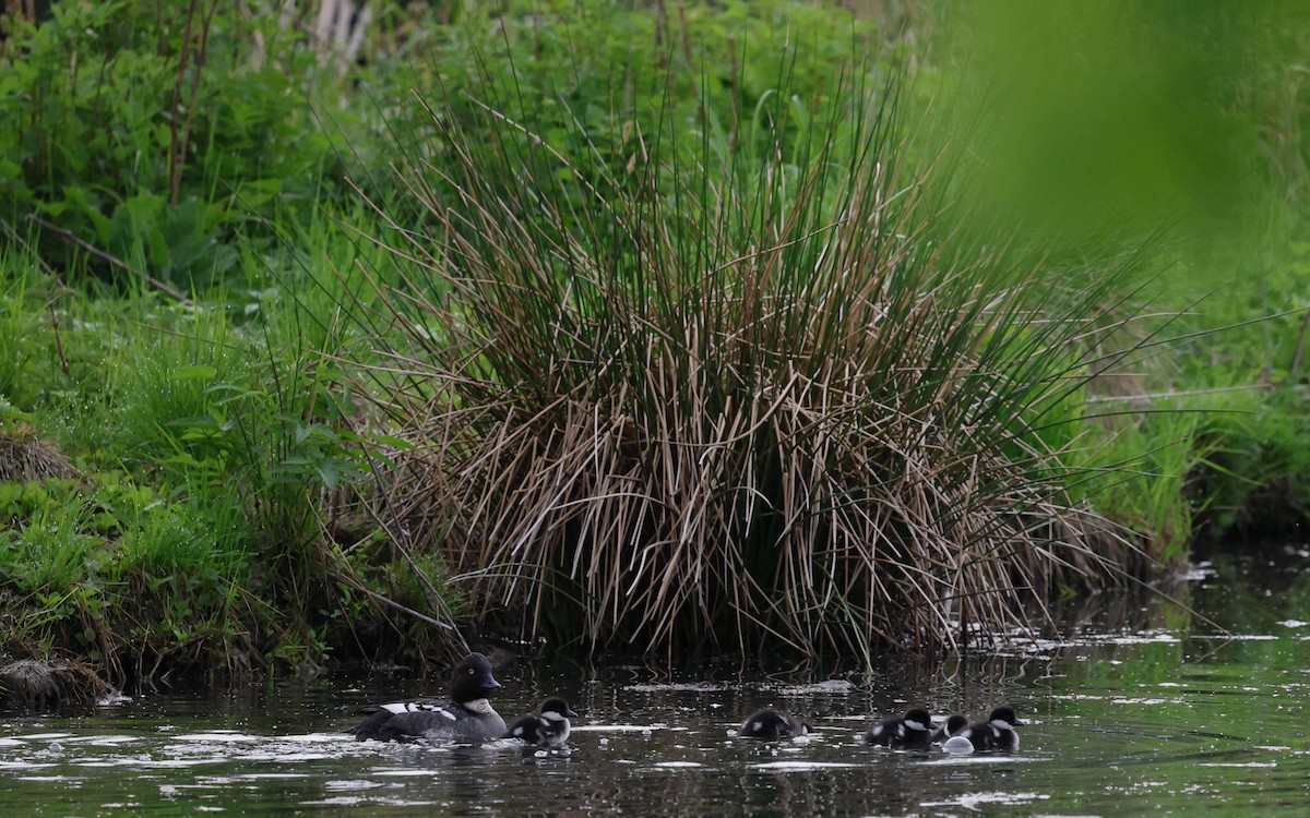 Common Goldeneye - ML620976540