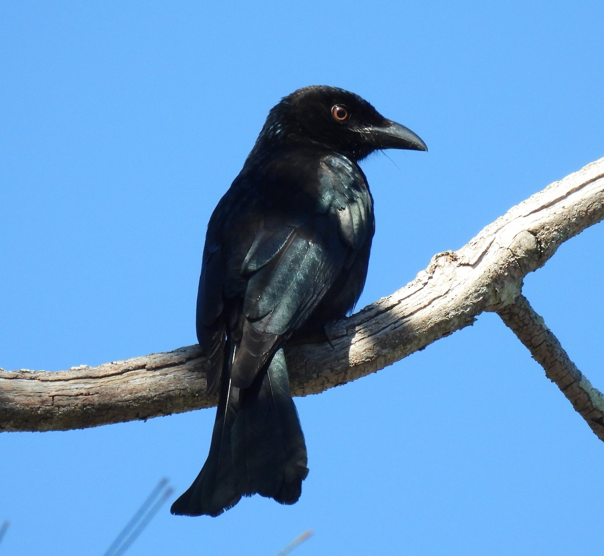 Glanzfleckdrongo - ML620976543