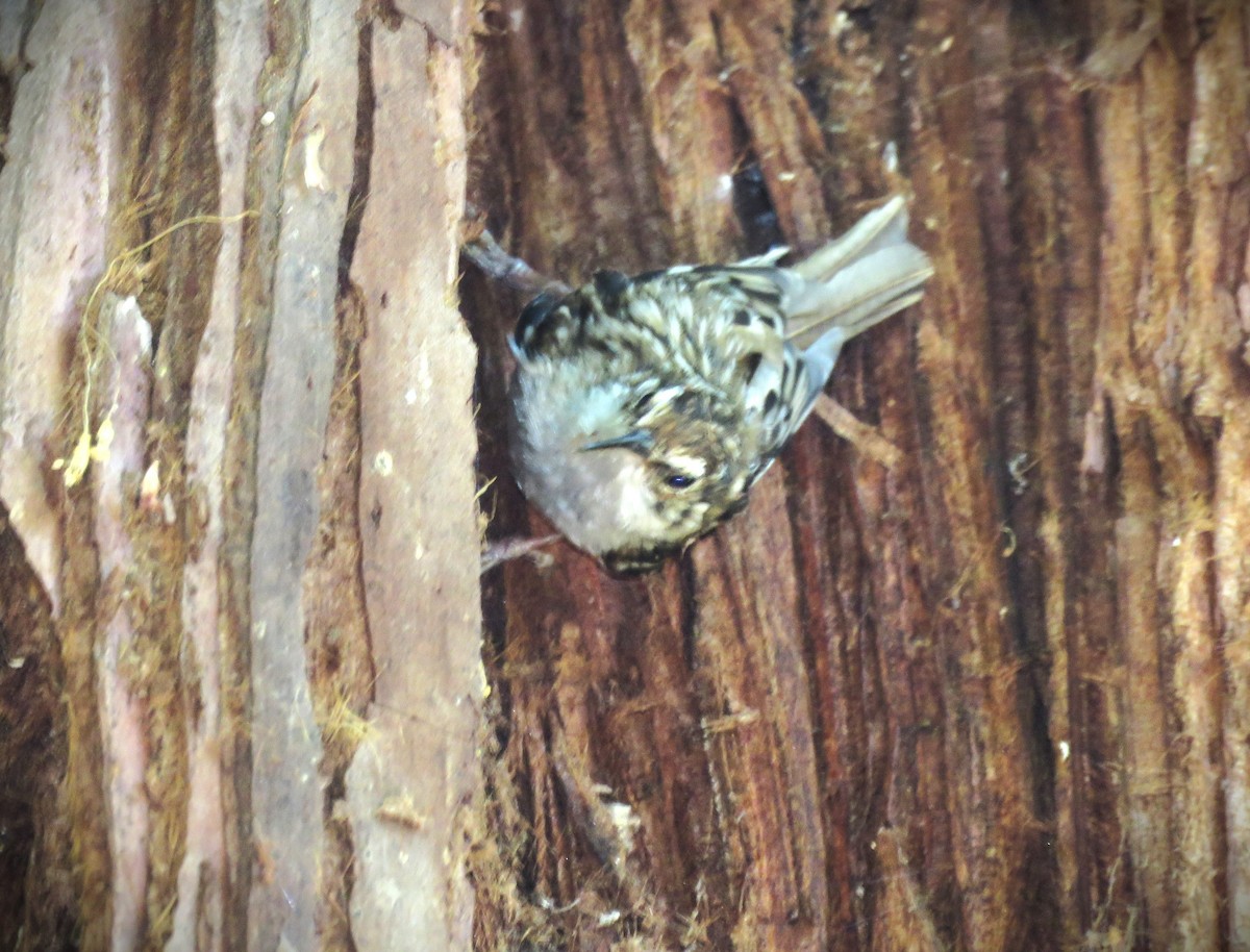 Brown Creeper - ML620976544