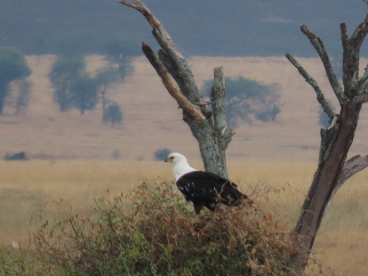 African Fish-Eagle - ML620976553