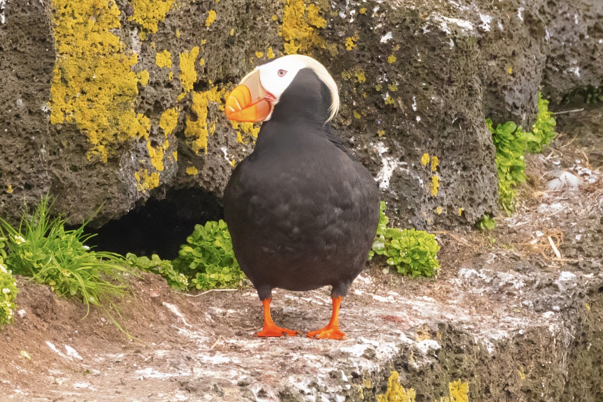 Tufted Puffin - ML620976556