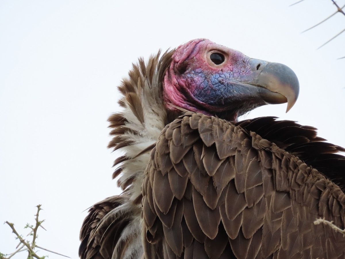 Lappet-faced Vulture - ML620976559