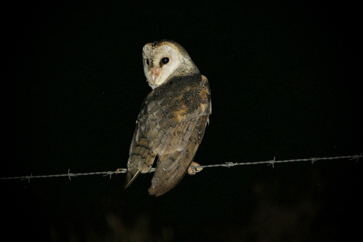 Barn Owl (Eastern) - ML620976561