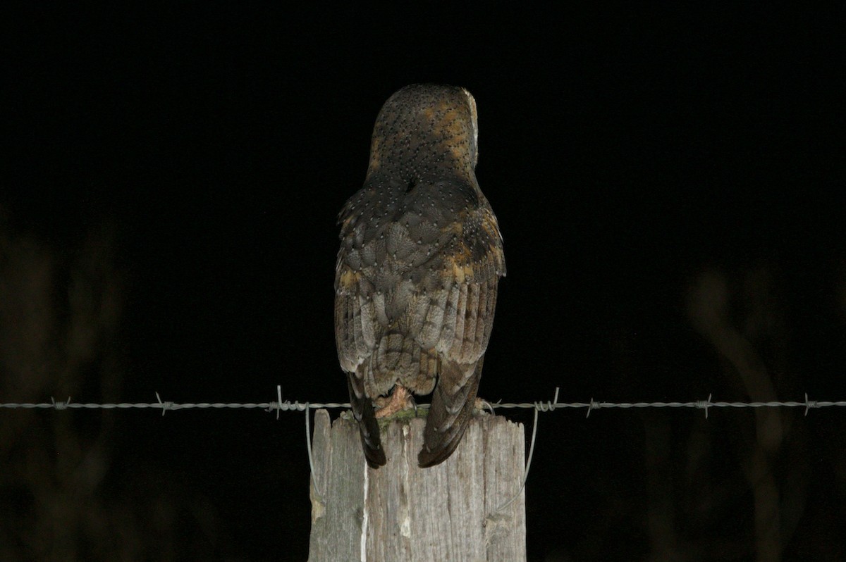 Barn Owl (Eastern) - ML620976563