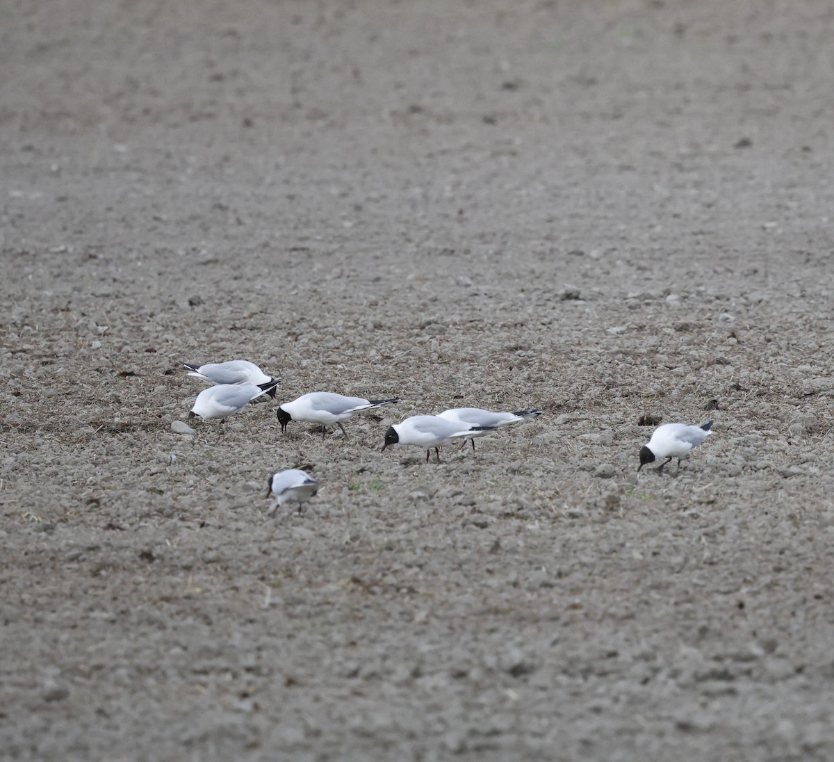 Black-headed Gull - ML620976566