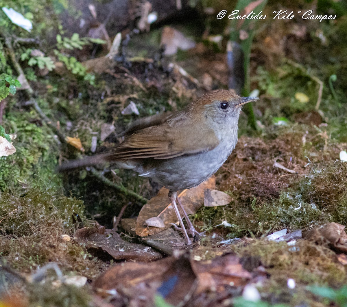 Ruddy-capped Nightingale-Thrush - ML620976568