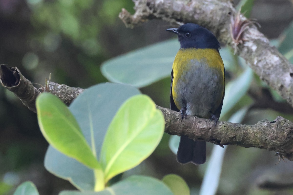 Black-and-yellow Silky-flycatcher - ML620976570