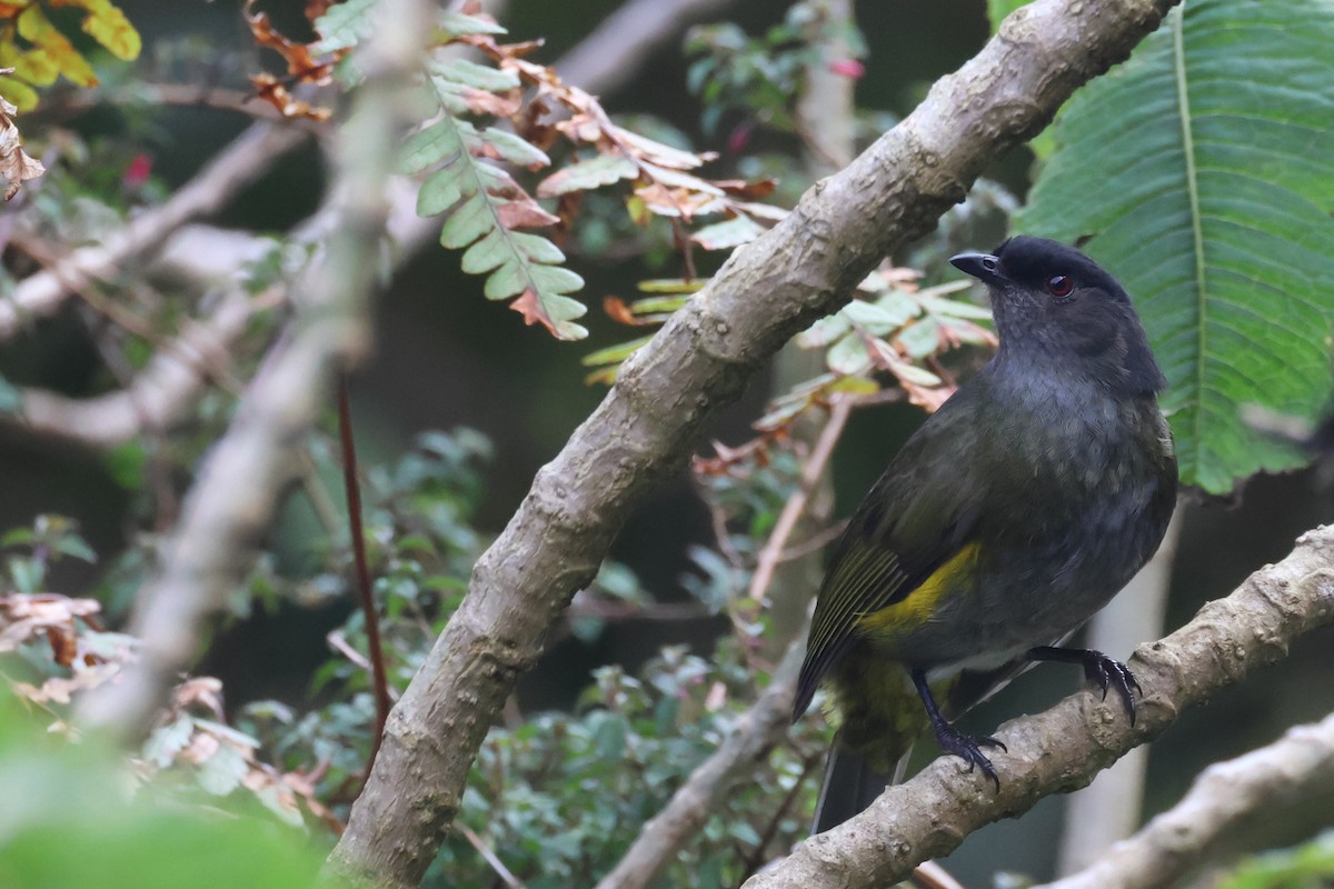 Black-and-yellow Silky-flycatcher - ML620976571
