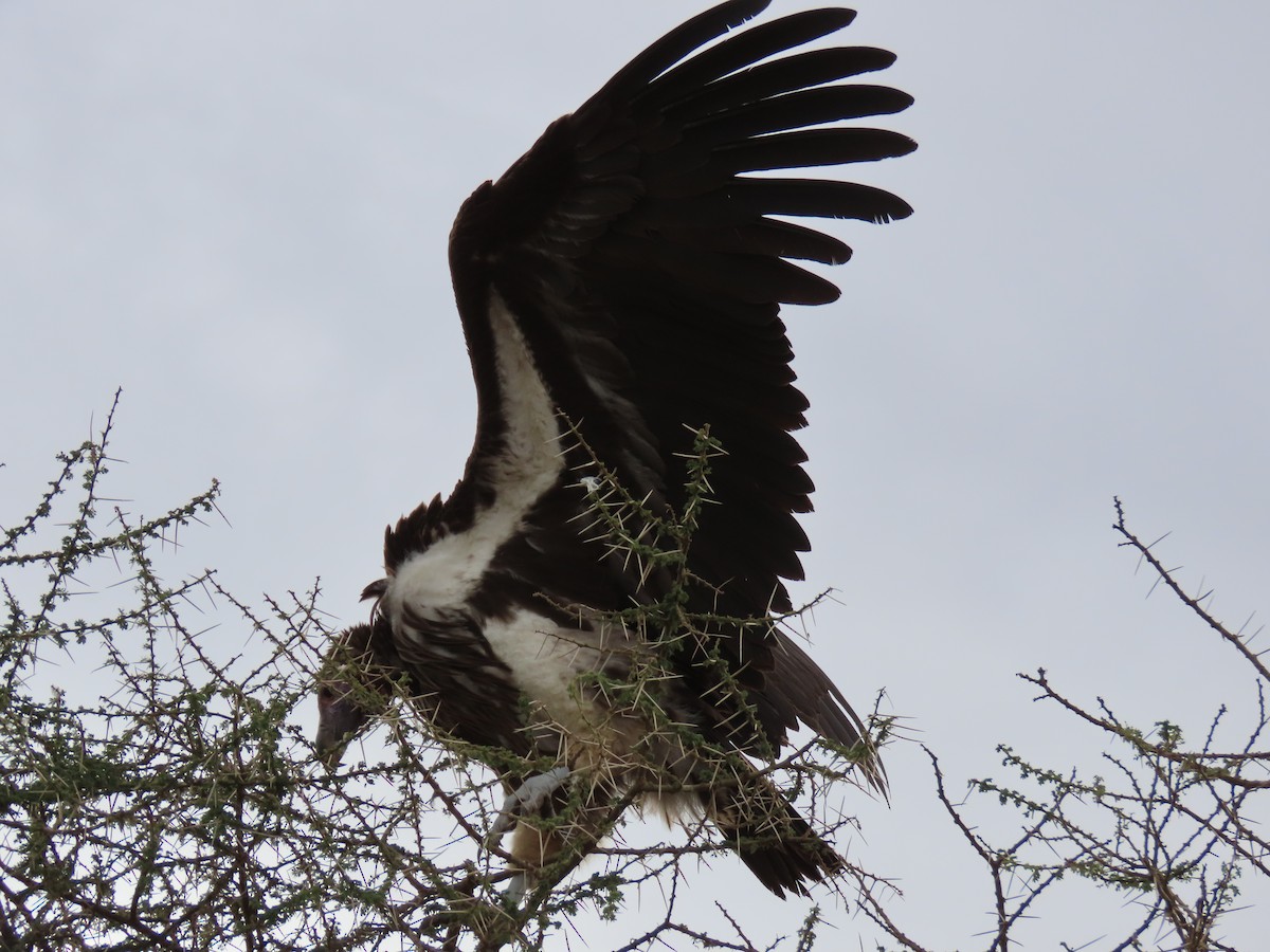 Lappet-faced Vulture - ML620976572
