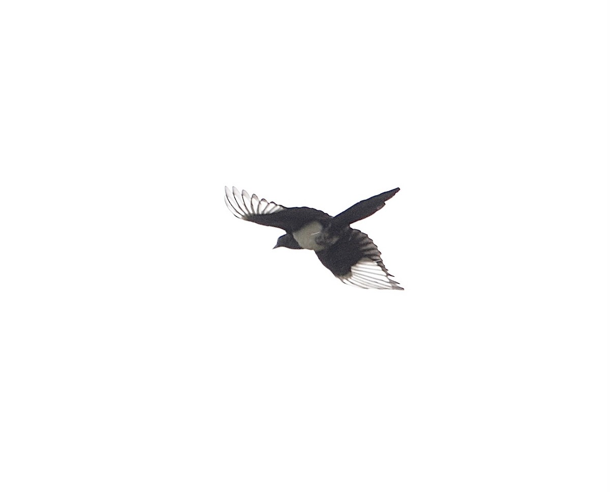 Black-billed Magpie - Xin Cen