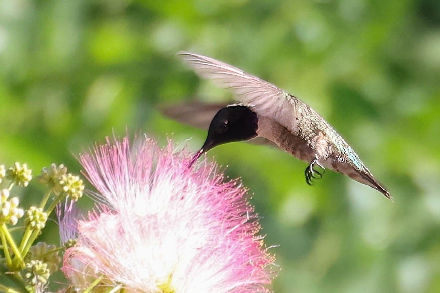 Black-chinned Hummingbird - ML620976585