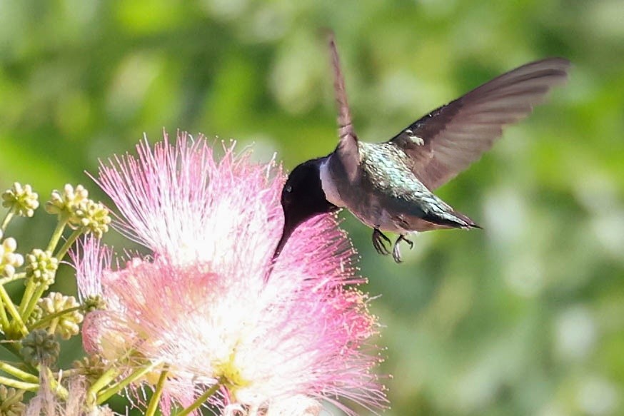 Black-chinned Hummingbird - ML620976586