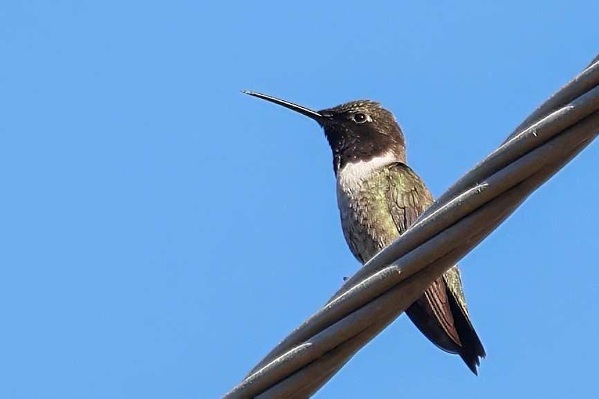 Black-chinned Hummingbird - ML620976587