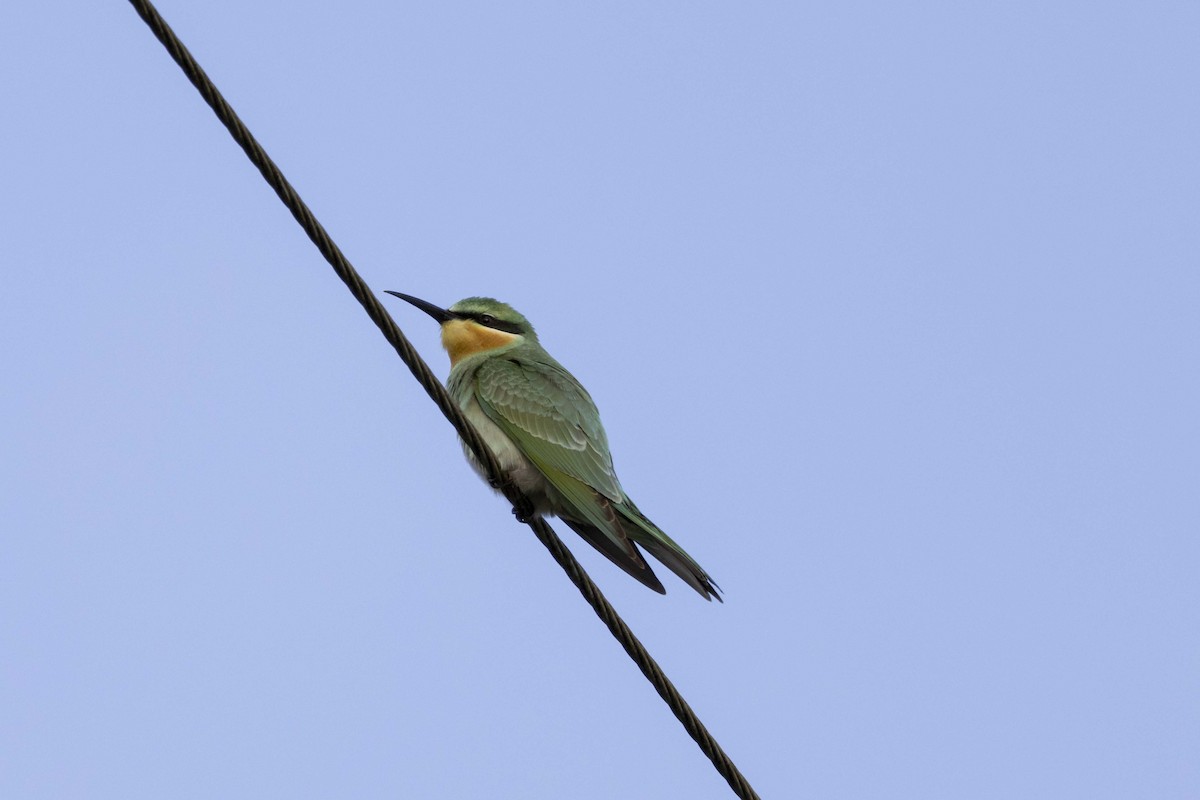 Blue-cheeked Bee-eater - ML620976599
