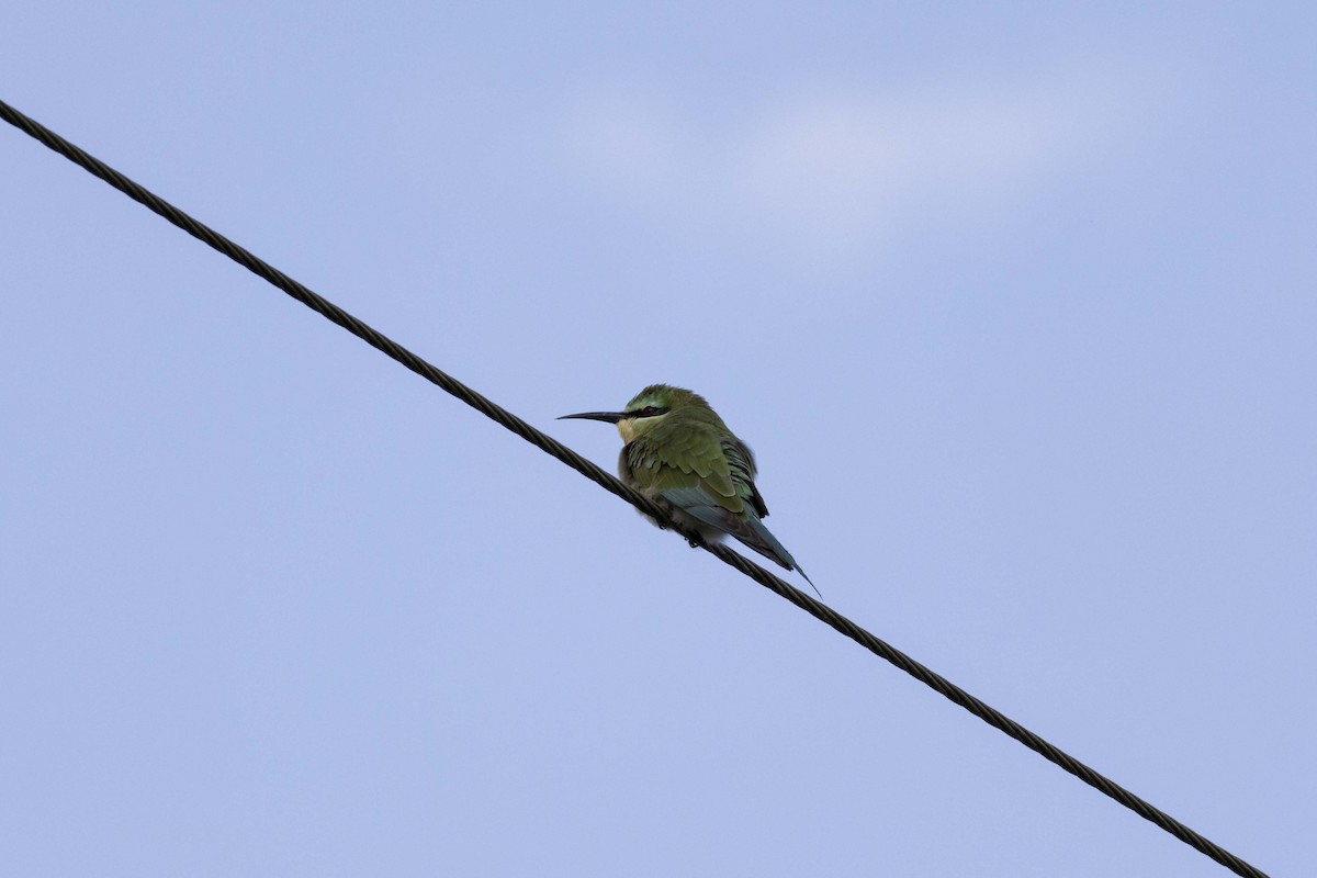 Blue-cheeked Bee-eater - ML620976600